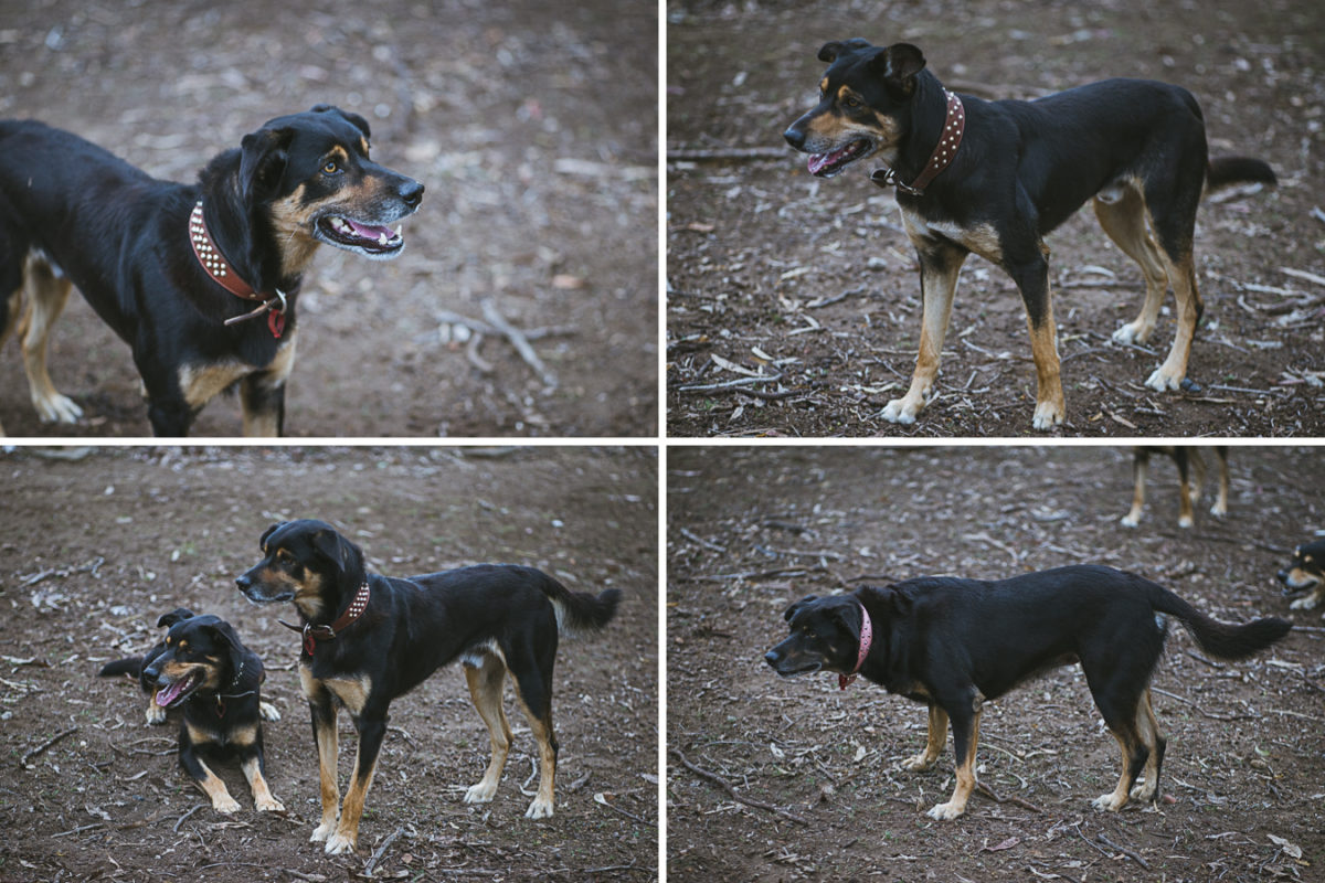 kelpies 02